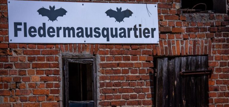 Wismar: Quartiere für Fledermäuse immer mehr gefährdet