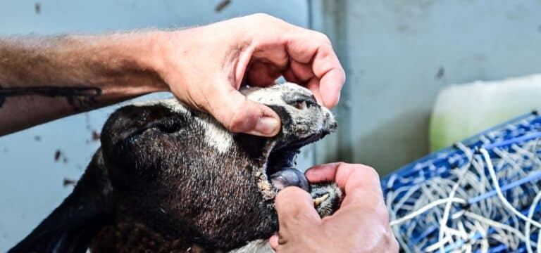 Virus in deutschen Viehbetrieben: Was man über die Blauzungenkrankheit wissen sollte