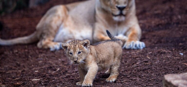 Löwenbaby im Schweriner Zoo erstmals präsentiert