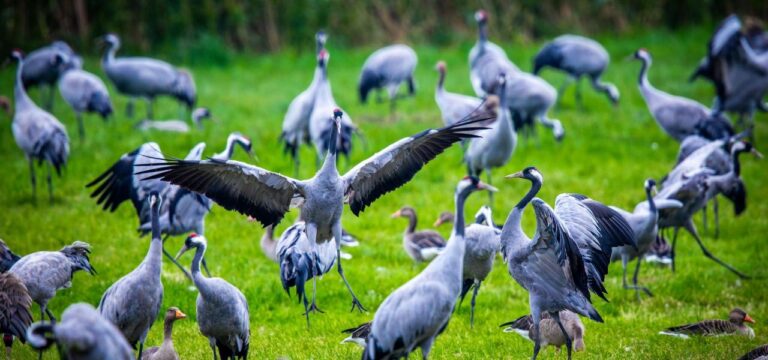 Die Kranich-Saison in Mecklenburg-Vorpommern beginnt