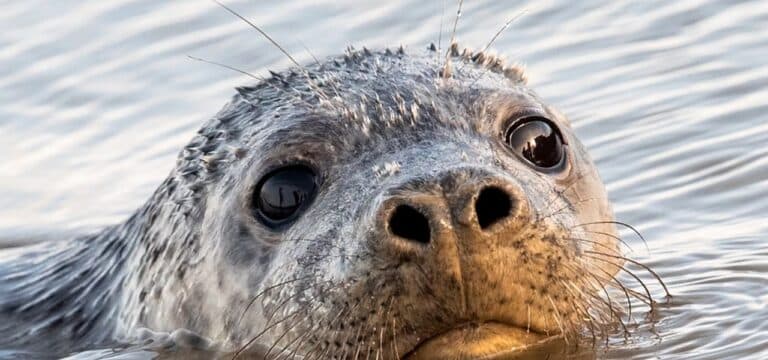 Zahl gefundener toter Robben an Ostsee weiter gestiegen