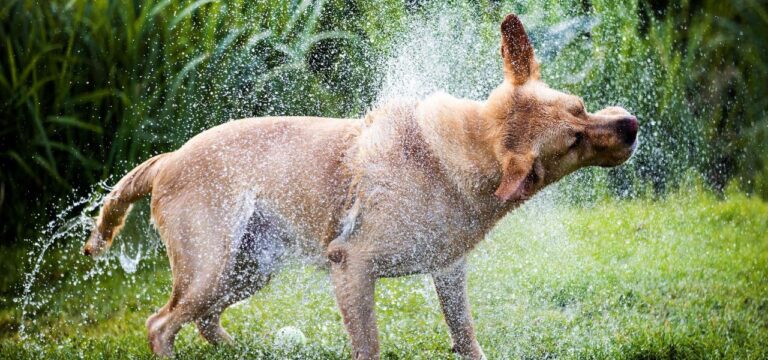 Hundesteueraufkommen in MV erneut gestiegen