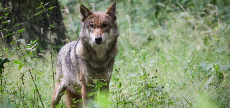 Wölfe nun auch nahe der Landeshauptstadt Schwerin heimisch