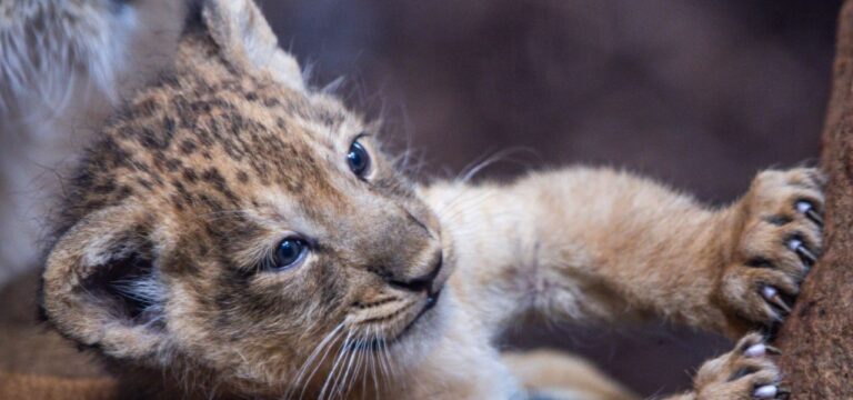 Löwenjunges Santosh erstmals im Zoo draußen auf Tour