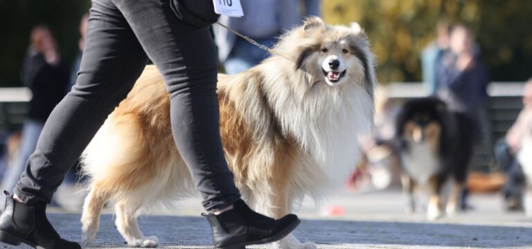 Tausende besuchen Start der Rostocker Rassehunde-Ausstellung