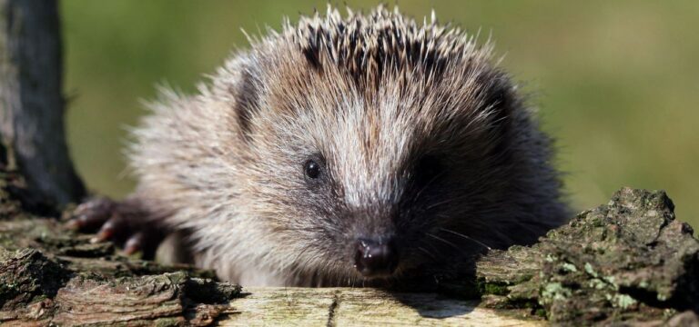 Das Problem ist der MenschDer Igel wird zur bedrohten Art