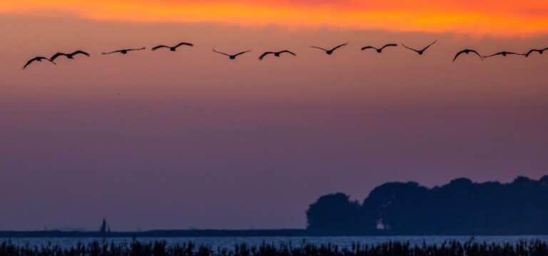 Klage gegen Land MV für mehr Naturschutz in Landwirtschaft