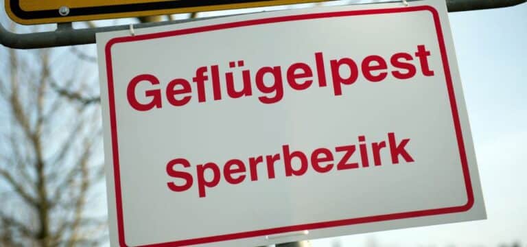 Wieder Vogelgrippe-Ausbruch im Landkreis Rostock