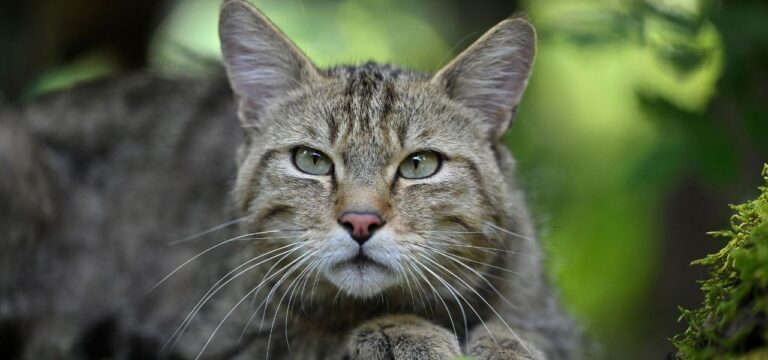 Wildkatzen zurück in MV? Freiwillige für Nachweis gesucht