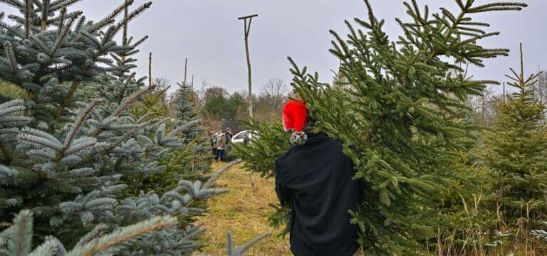 Im Nordosten werden die ersten Weihnachtsbäume verkauft