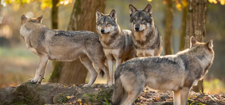 Bauern: Umgang mit Problemwölfen schnell entscheiden