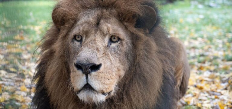 Betagter Löwe – Zoo Stralsund nimmt Abschied von Mufasa