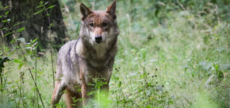 Hat ein Wolf ein Pferd gerissen? Gentechnische Untersuchung