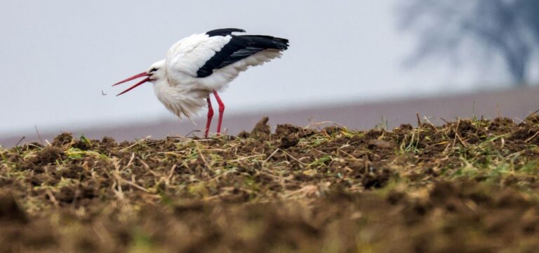 Deponie als Futterquelle – Störche überwintern in MV