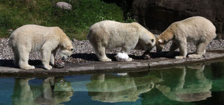 Abschied für Rostocker Eisbär-Zwillinge